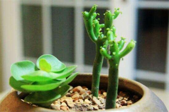 光棍树怎么扦插