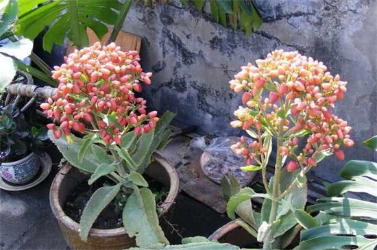 落地生根开花吗