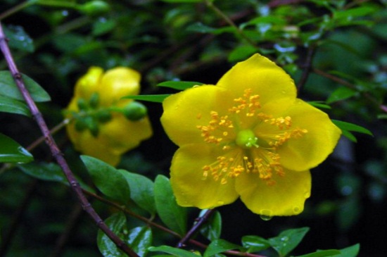 金丝梅如何盆栽，4个步骤养殖盆栽金丝梅