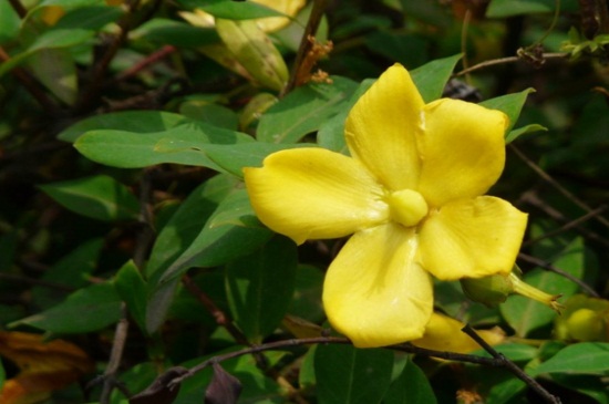 金丝梅如何盆栽，4个步骤养殖盆栽金丝梅