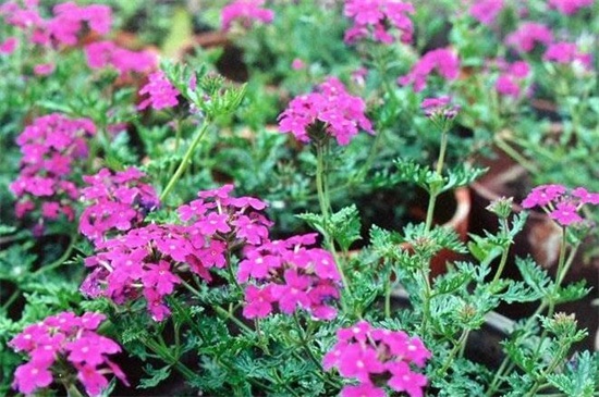 细叶美女樱的养殖方法和注意事项