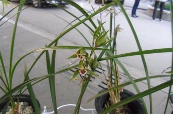 寒兰的病虫害防治方法，白绢病清洗植株喷洒药剂防治