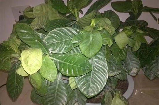 如意皇后叶子发蔫怎么办
