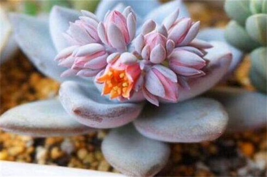 霜之朝开完花会死吗