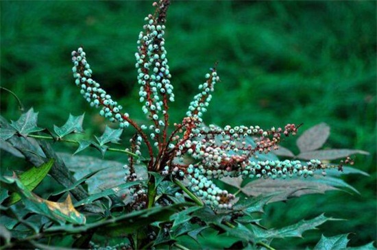十大功劳的病虫防治，炭疽病需剪枝处理杂草洒药