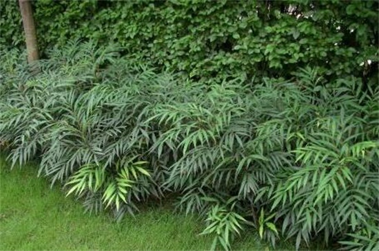 十大功劳的病虫防治，炭疽病需剪枝处理杂草洒药