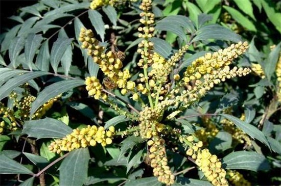 十大功劳的病虫防治，炭疽病需剪枝处理杂草洒药