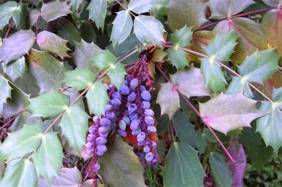 十大功劳的病虫防治，炭疽病需剪枝处理杂草洒药