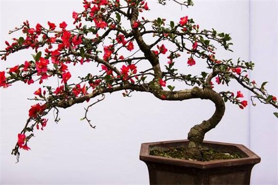 贴梗海棠盆景的制作和养护要点