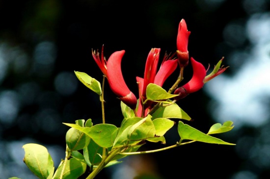 龙牙花的主要价值，净化空气美化环境