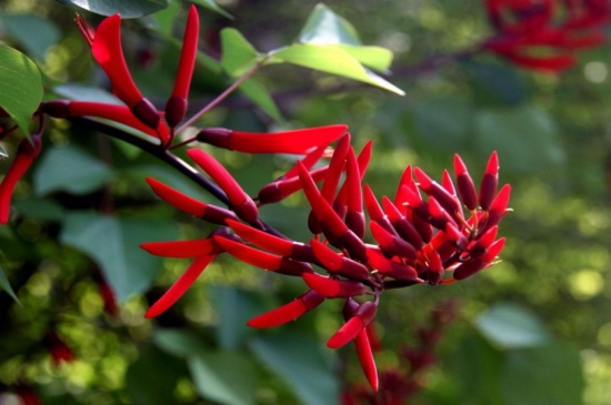 龙牙花的主要价值，净化空气美化环境