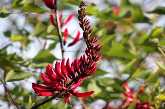 龙牙花的主要价值，净化空气美化环境