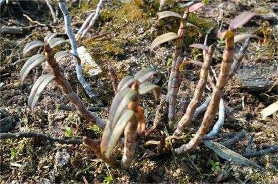 霍山石斛的食用方法，清洗晾干泡茶饮用