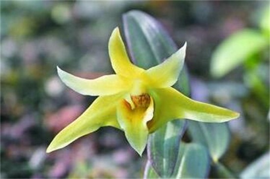 霍山石斛的食用方法，清洗晾干泡茶饮用