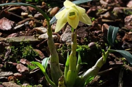 霍山石斛的食用方法，清洗晾干泡茶饮用