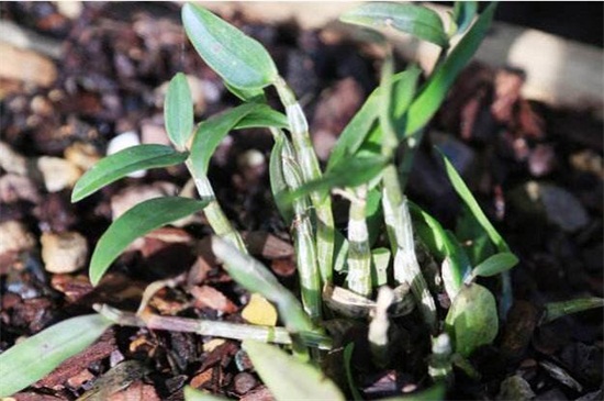霍山石斛的食用方法，清洗晾干泡茶饮用