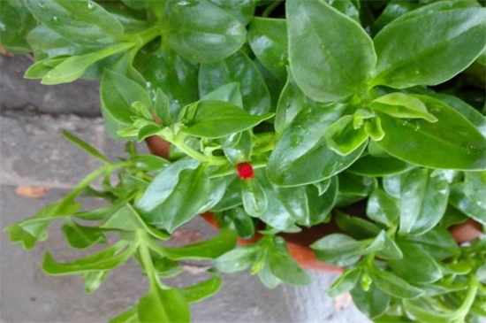 牡丹吊兰和白花紫露草的区别，属性外形特征各不同