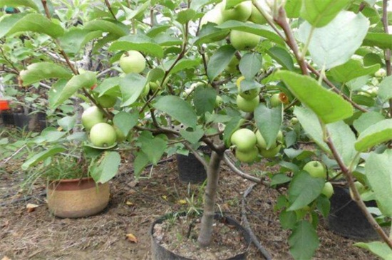 苹果成熟是什么季节，在春夏秋三季时成熟