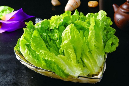 阳台生菜的品种选择，详解5种常见生菜品种