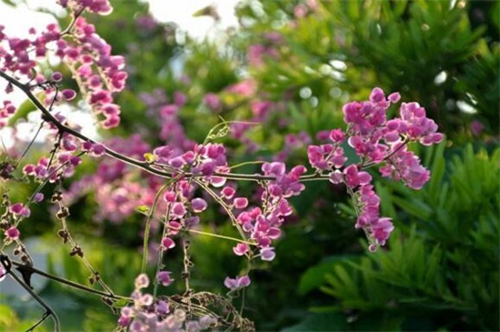 珊瑚藤的花语和传说，爱的锁链西方神话故事