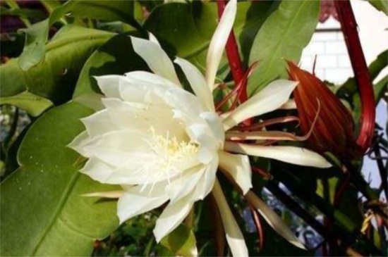 昙花秋天怎么养，修枝控温水肥减少