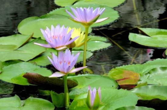 延药睡莲的病虫害防治，螺蛳类虫害可养泥鳅生物防治