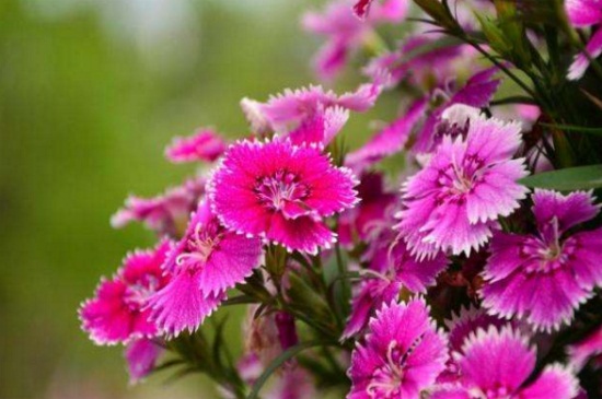 家里养石竹有什么作用，观赏性高消毒杀菌净化空气