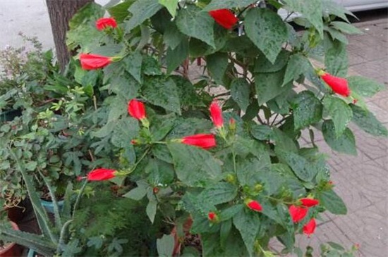 悬铃花的养殖方法和注意事项