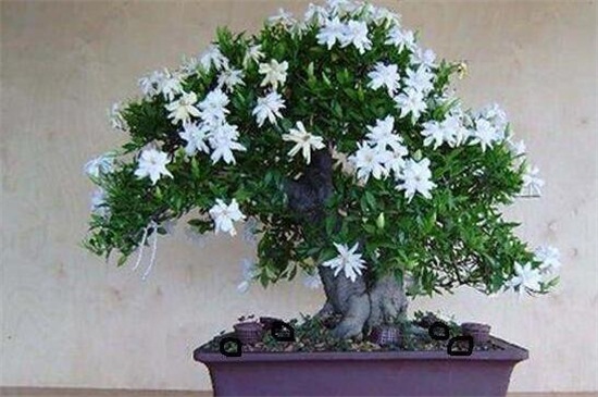 小叶栀子掉花蕾怎么办