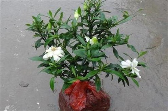 小叶栀子掉花蕾怎么办