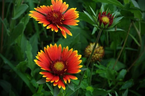 天人菊有毒吗，属无毒植物可净化空气