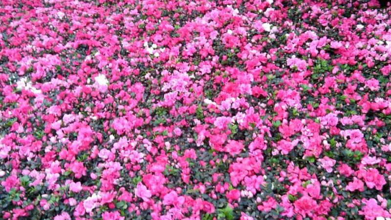 盆栽西洋鹃怎么养殖