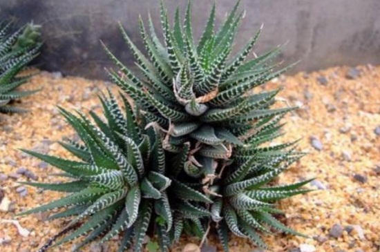 家庭养条纹十二卷有什么好处，可净化空气抗辐射