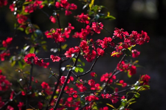 贴梗海棠的作用和功效，美化环境入药可消肿止痛