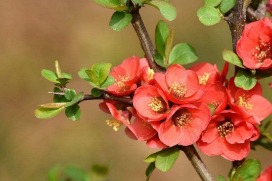 贴梗海棠的作用和功效，美化环境入药可消肿止痛