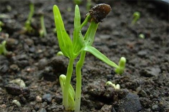 空心菜籽怎么催芽
