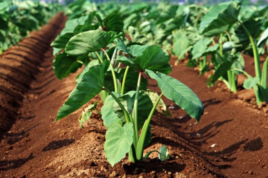 芋头怎么留种子