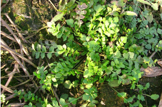 荠菜长啥样