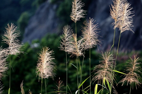 橡树与芦苇的寓意