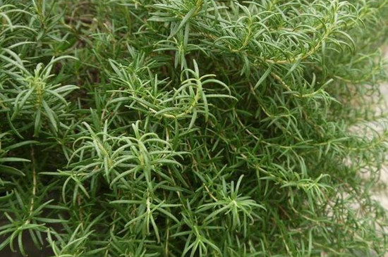 驱虫的植物