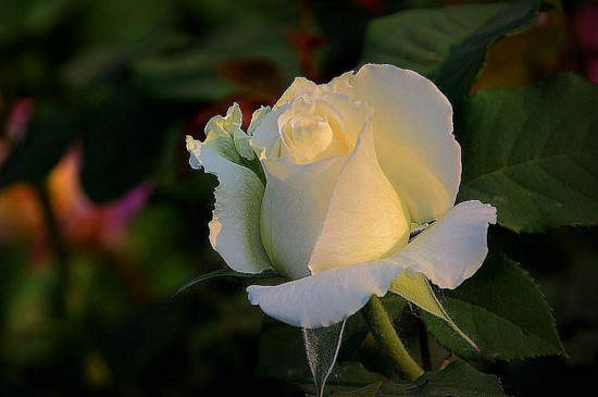 月季花开完花后剪枝吗