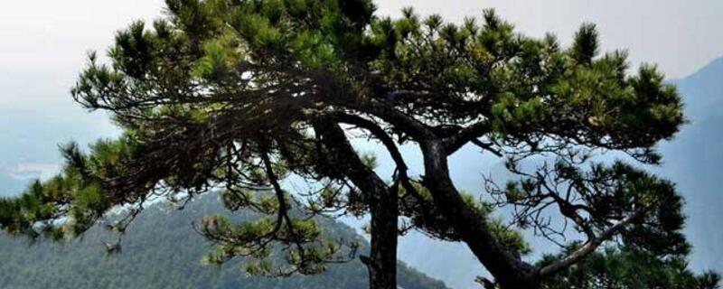 墓地适合种什么花