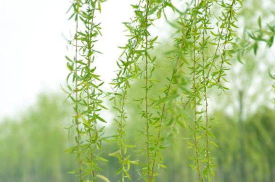 墓地适合种什么花