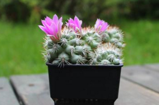 控根盆的利与弊