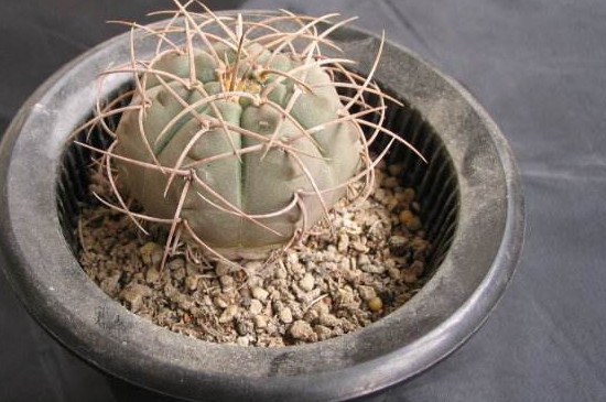 控根盆的利与弊