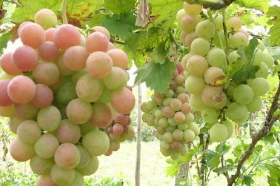 葡萄的管理方法