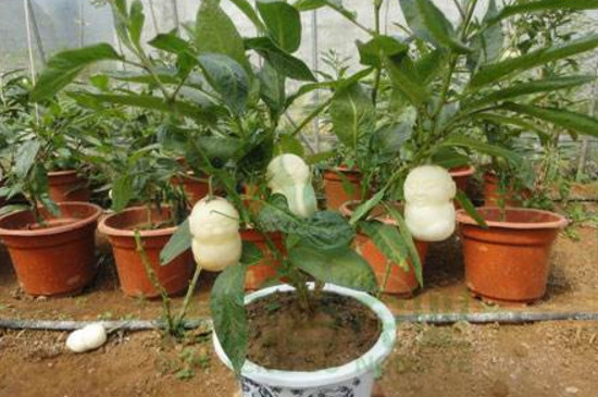 人参果树盆栽的方法