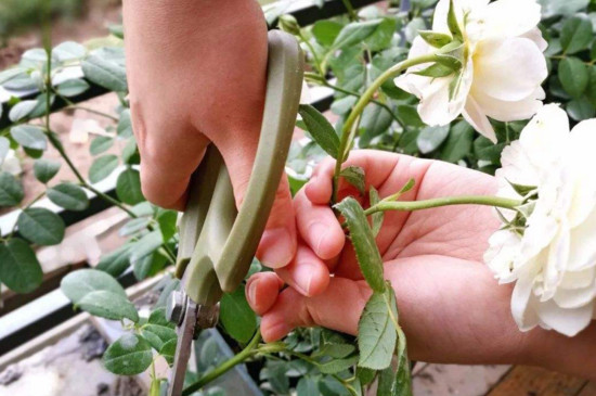 开过的月季花怎么剪