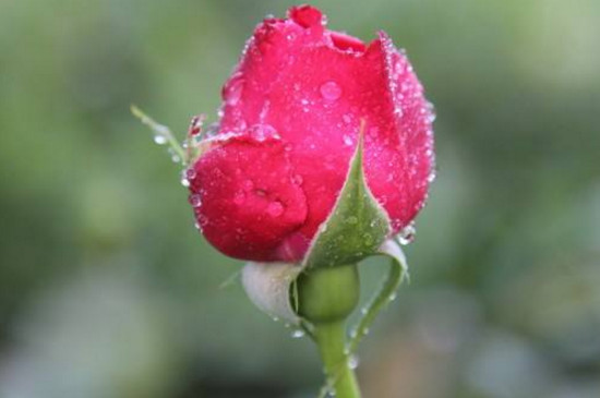 月季为什么不长花苞