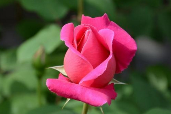 月季为什么不长花苞